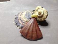 大自然的馈赠--贝壳与木纹有着相似的美！这红柏贝壳还有一股独有的清香！