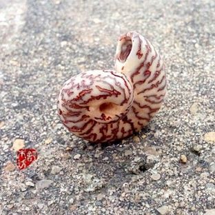 菩提 · 蜗牛壳