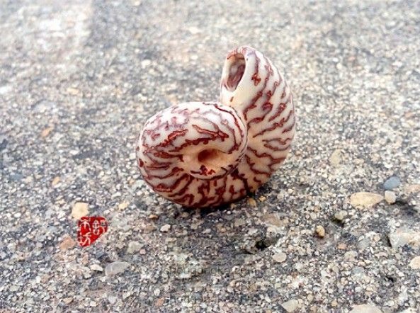 菩提 · 蜗牛壳