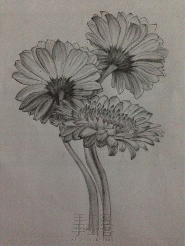 铅笔手绘雏菊教程