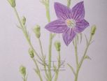 花之绘——桔梗