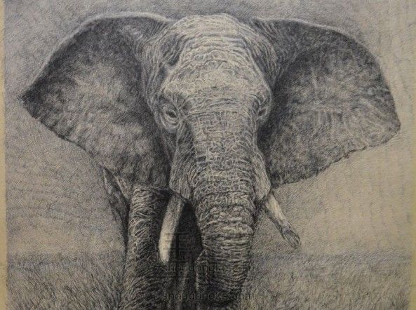 细腻钢笔画教程—大象