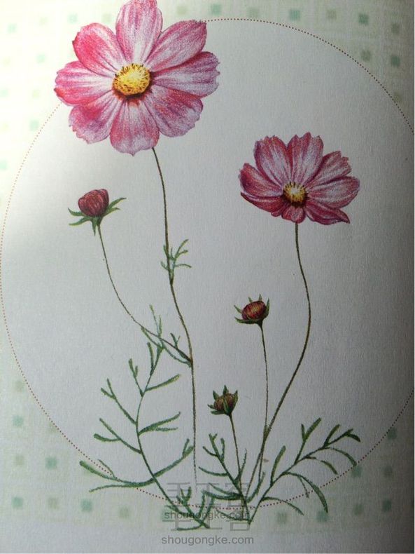 手绘格桑花教程