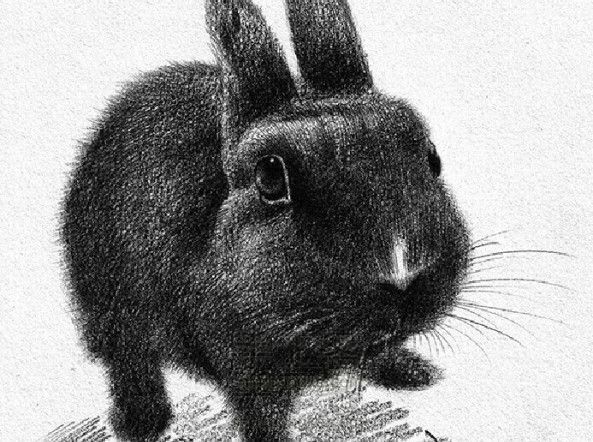 黑白世界萌宠绘8 ——绒毛煤球兔