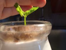 【盆栽酸奶】这周酸奶主题特意制作可以和小朋友一起