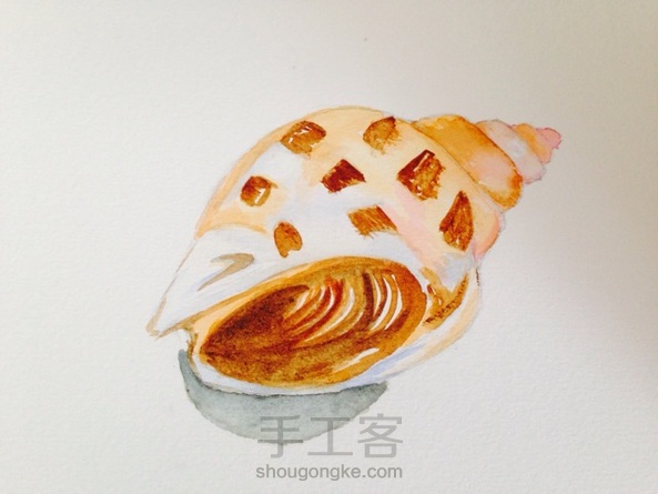 水彩海螺