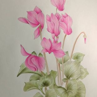 【飞乐鸟】仙客来彩铅手绘