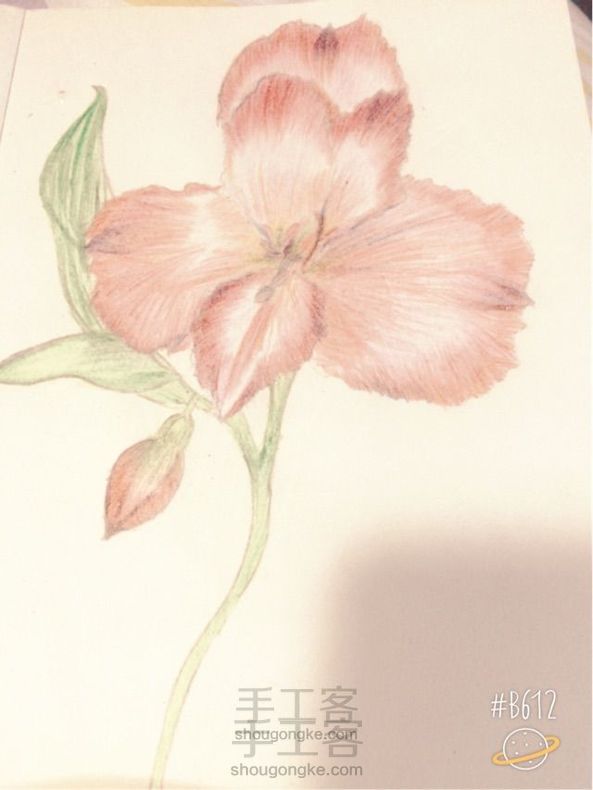 手绘秘鲁百合