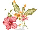 彩铅素材
