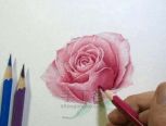 美哒哒的玫瑰花画法！