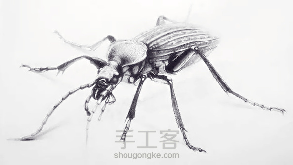 教你画一只小昆虫,练练手