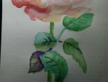 🌹玫瑰🌹-淡彩画教程