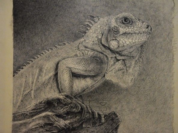 细腻钢笔画教程—蜥蜴
