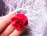「折纸」最简单的玫瑰花『2』