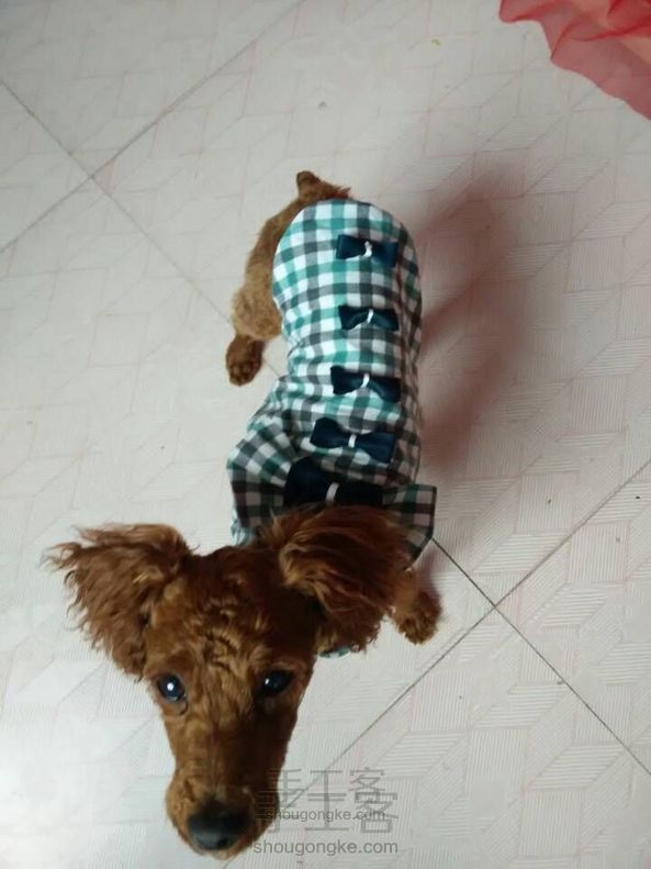 旧衣服不要扔,给狗狗做花衣裳吧