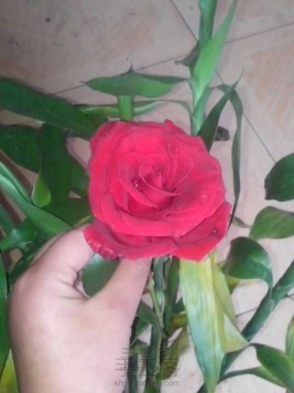 最简单的玫瑰花
