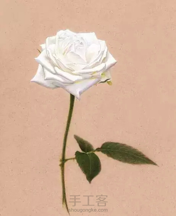 牛皮纸彩铅绘画—逼真的雪山玫瑰[翠美原创]