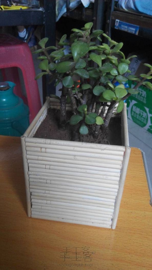 木质花盆,生命气息浓郁