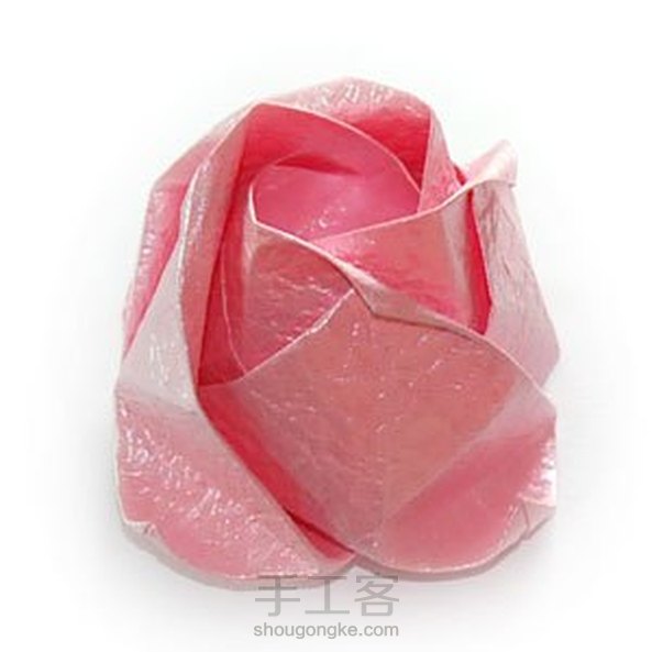 QT玫瑰,和川崎玫瑰比较相似🌹