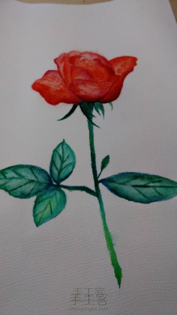 手绘水彩玫瑰，厚涂