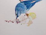 鸟的手绘水彩