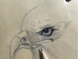 画眼线的老鹰