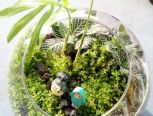 龙猫生态瓶植物微景观