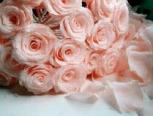 粉色玫瑰花是最好的回忆