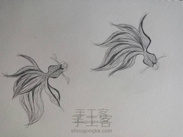手绘金鱼