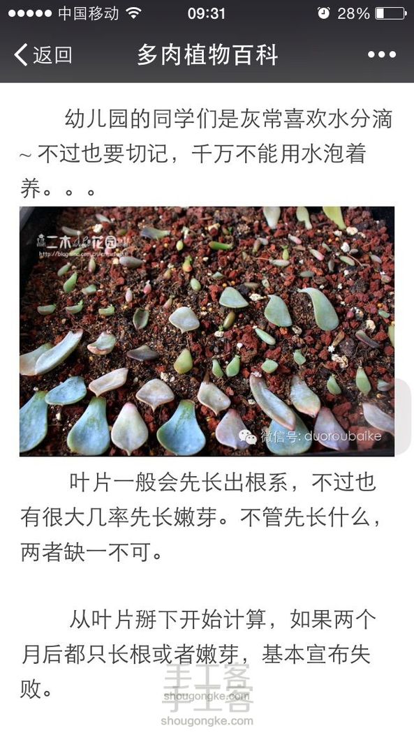 多肉培育教程