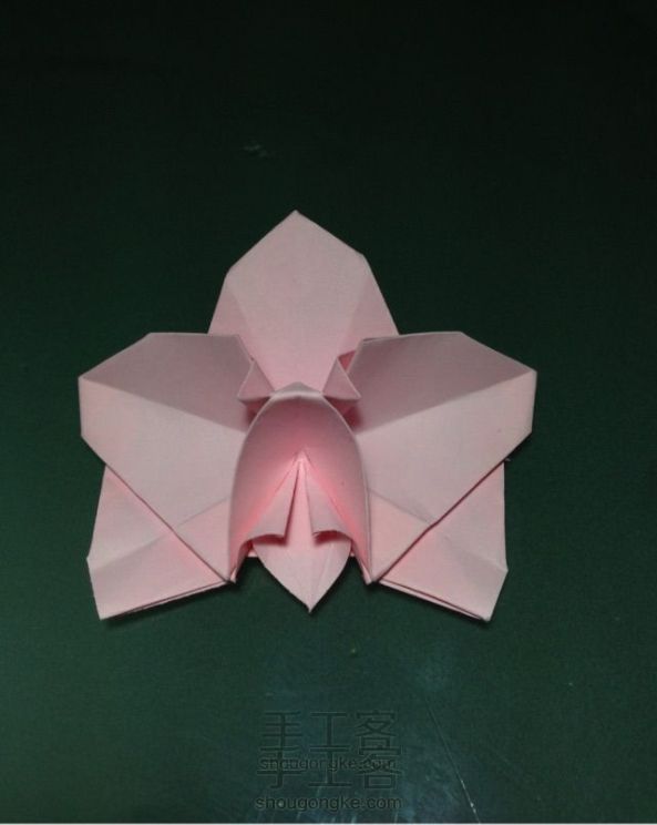 折纸蝴蝶兰