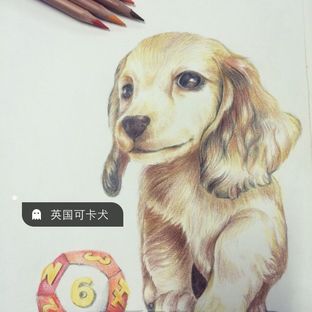 「彩铅手绘」小小萌萌的可卡犬～