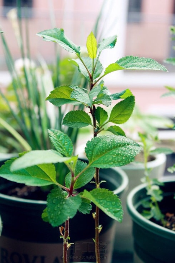 苹果种植方法