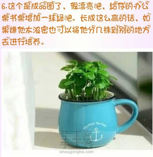 果核盆栽