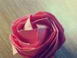 安安玫瑰