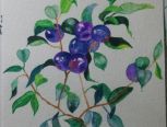 水彩画，蓝莓