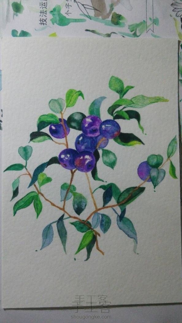 水彩画，蓝莓