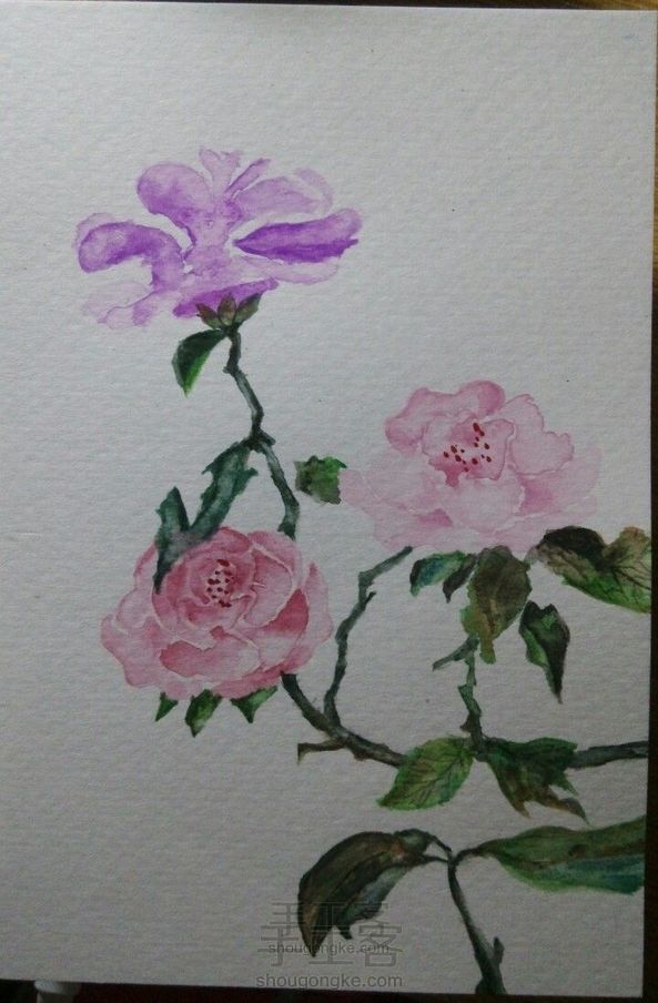 水彩画,月季