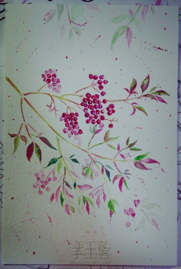 水彩画,山楂