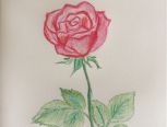 最详细的教你用彩铅画玫瑰花