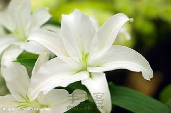 【转载】美哒哒的花儿,自己动手哦~