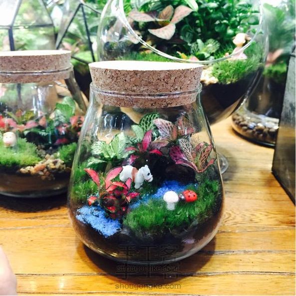 DIY微景观:给小白马种了片草原