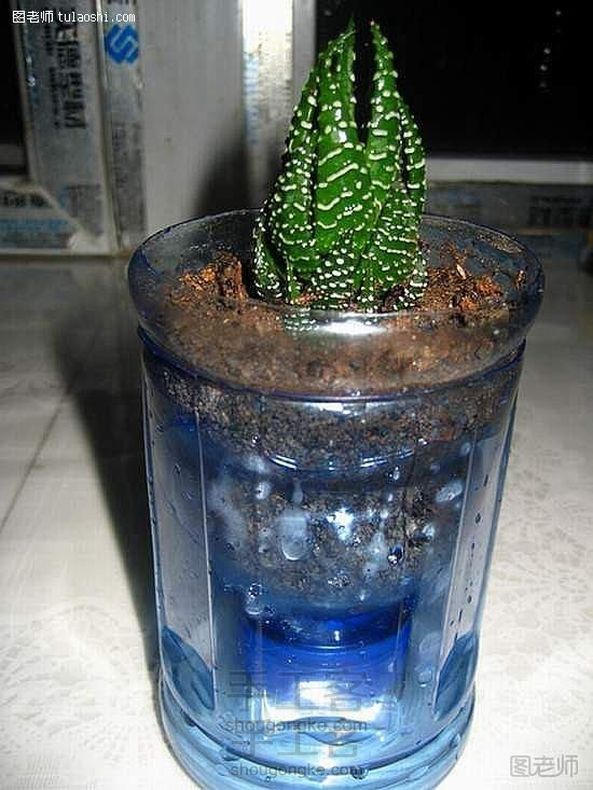 矿泉水瓶手工制作花盆,变废为宝
