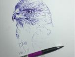 圆珠笔手绘之猫头鹰