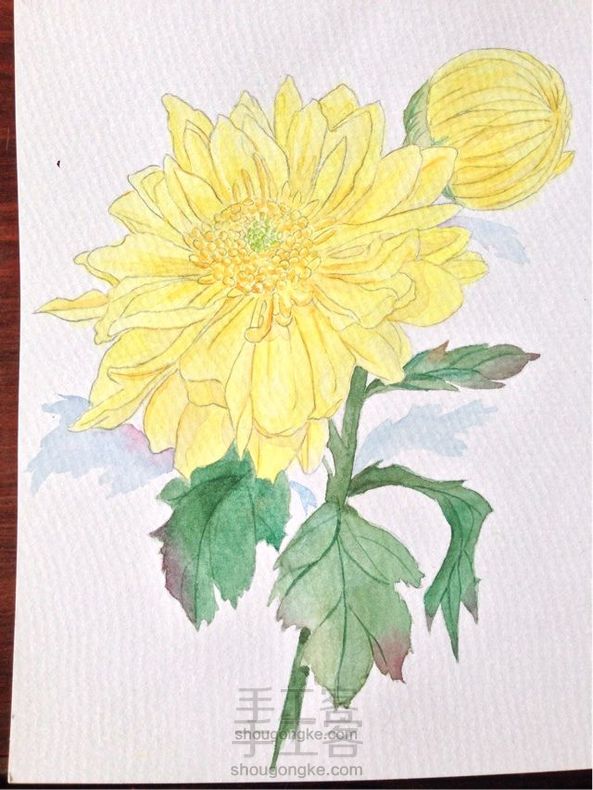 菊花