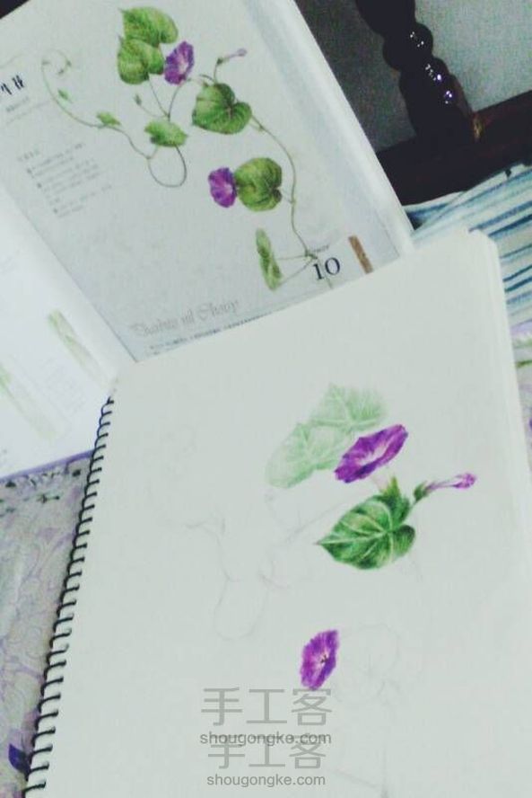 手绘牵牛 (据飞乐鸟著的花之绘