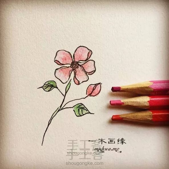 【一木画缘】花卉小课堂之五瓣花（第2期）