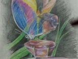 彩铅透明蝴蝶过程