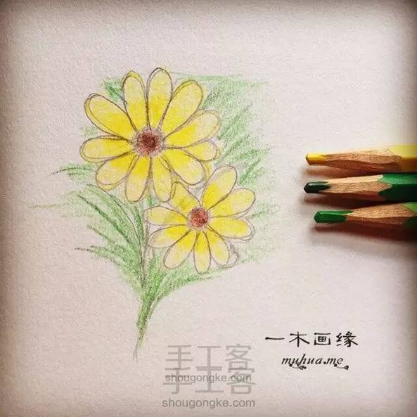 【一木画缘】花卉小课堂之大理菊（第3期）