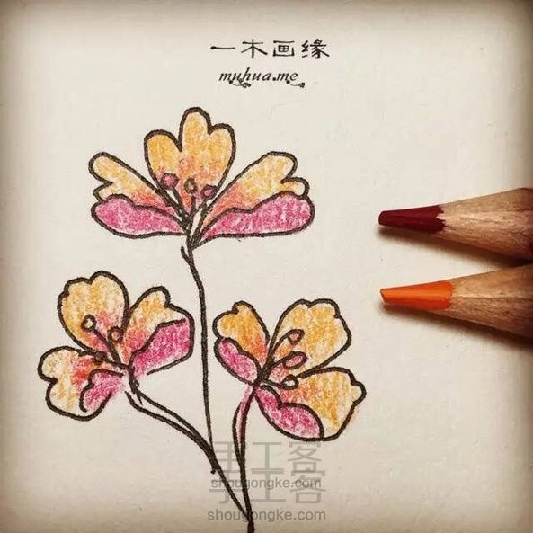 【一木画缘】花卉小课堂之三瓣蝴蝶花(第7期)